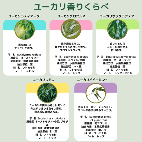 くらべる精油　ユーカリ5種　エッセンシャルオイル