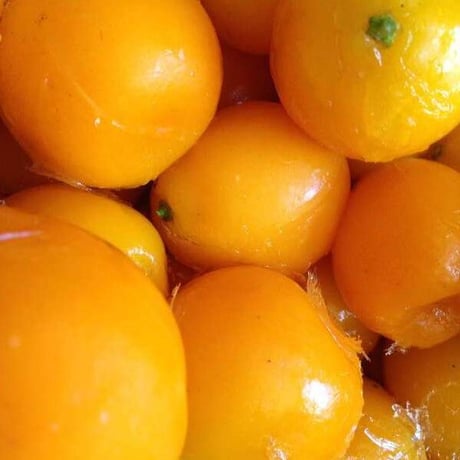 金柑（きんかん）和精油　精油 エッセンシャルオイル