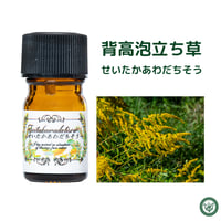 ロードデンドロン（西洋シャクナゲ） 精油 エッセンシャルオイル | LC