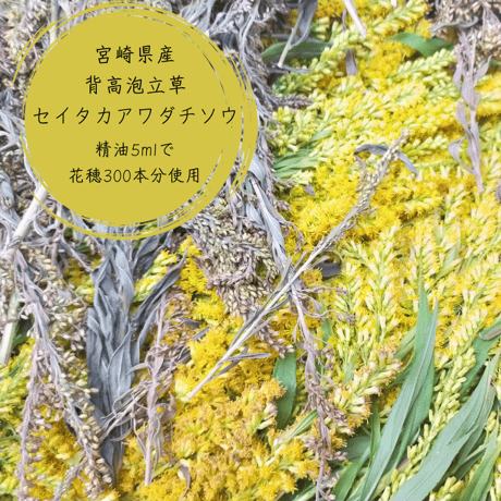 セイタカアワダチソウ  背高泡立ち草 精油　精油 エッセンシャルオイル