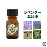 ラベンダー　混合種