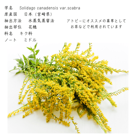 セイタカアワダチソウ  背高泡立ち草 精油　精油 エッセンシャルオイル