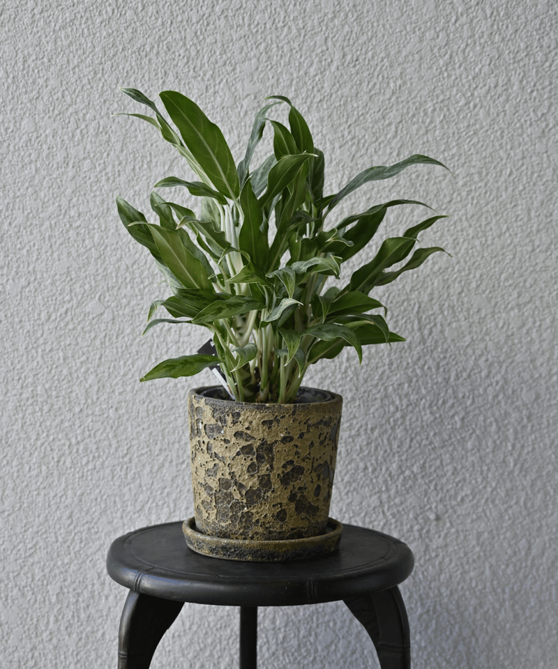 Aglaonema ghost | YUKARI online store