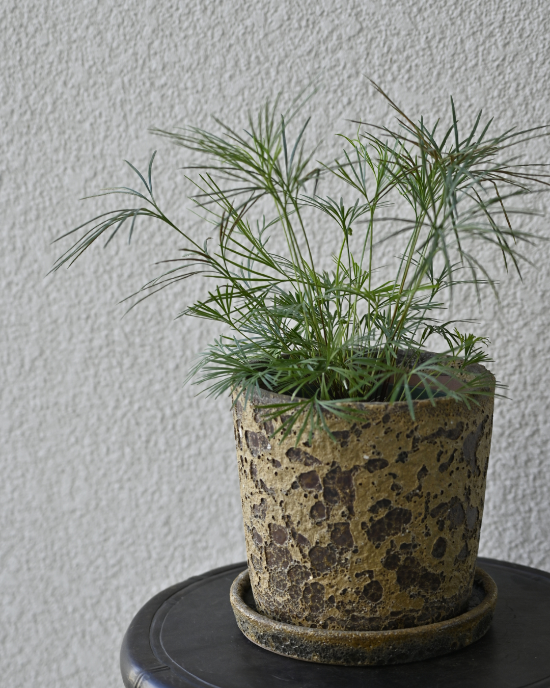 アクティニオ プテリス　オーストラリス　アクティノプテリスオーストラリス シダ：アクティニオプテリス オーストラリス3号ポット の通販