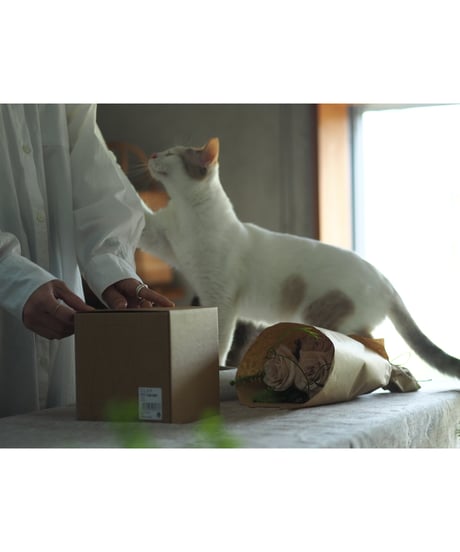 猫と暮らすお花便【 L size 】発送開始2025年1月スタート！