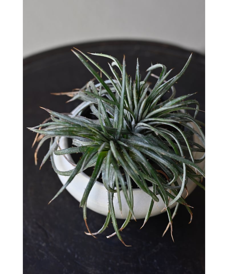 ディッキア コリスタミネア | YUKARI online store