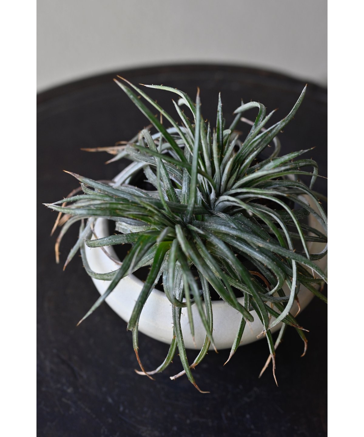 ディッキア コリスタミネア | YUKARI online store