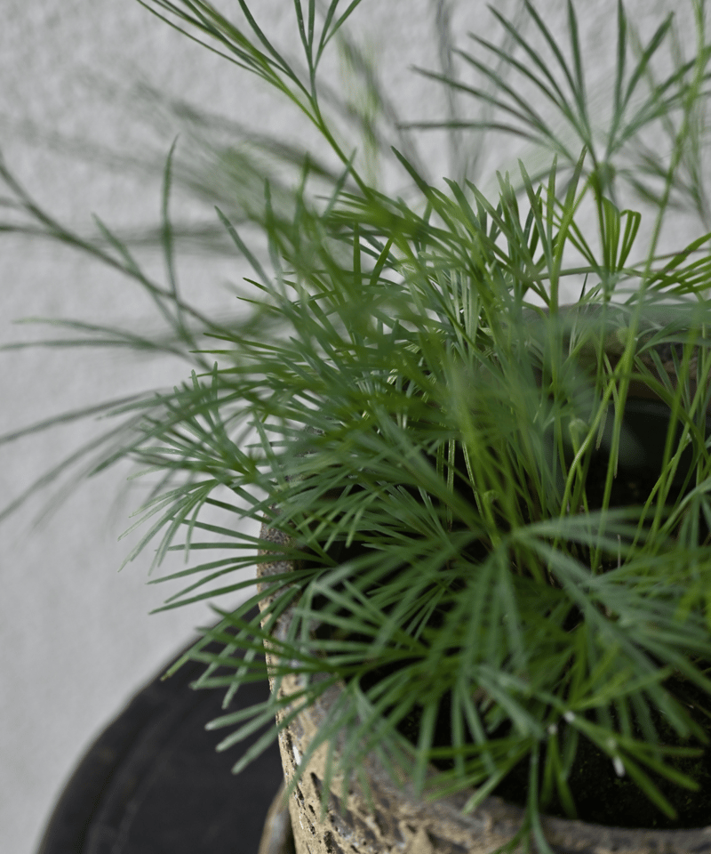 アクティニオプテリス オーストラリス | YUKARI online store