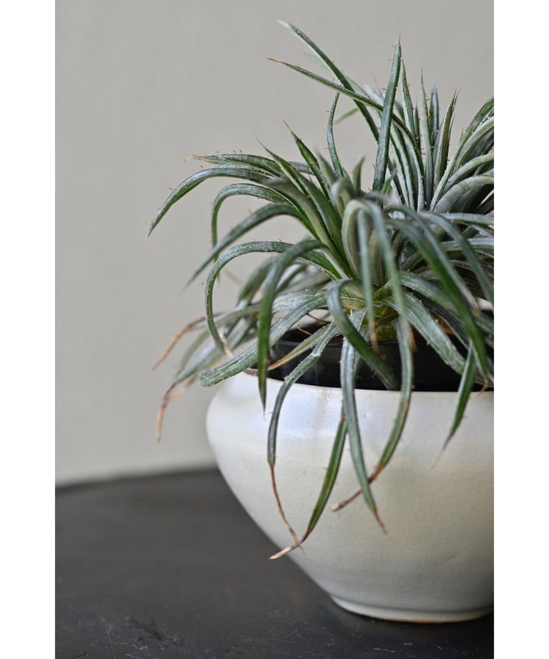 ディッキア コリスタミネア | YUKARI online store