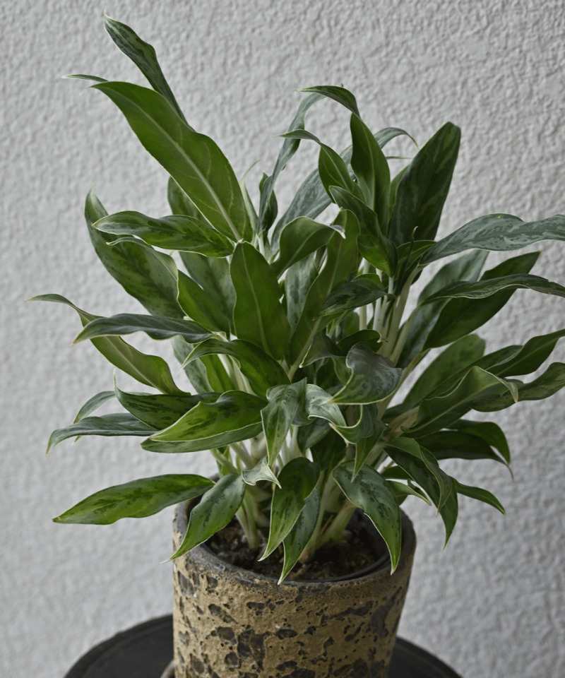 Aglaonema ghost | YUKARI online store