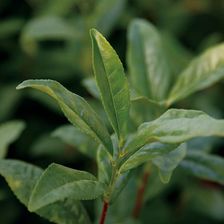 シングルオリジン抹茶　さみどり