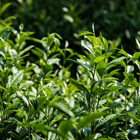 シングルオリジン抹茶　さみどり