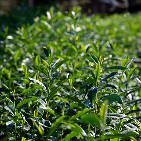 シングルオリジン抹茶　ごこう