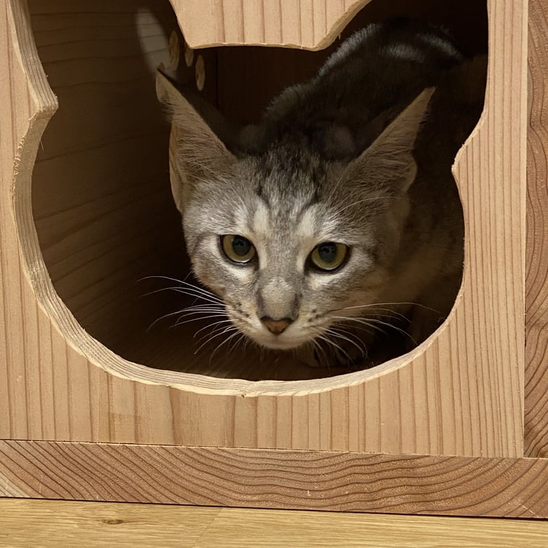 正規品販売! 猫ちゃんの秘密基地 にゃんコロ 猫ハウス 猫用品 正規品販売! 猫ちゃんの秘密基地 にゃんコロ 猫ハウス 猫用品