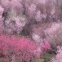 【ポスト便】秋山庄太郎>ポストカード>「桃源郷」花見山Ⅰ、Ⅱ、Ⅲ