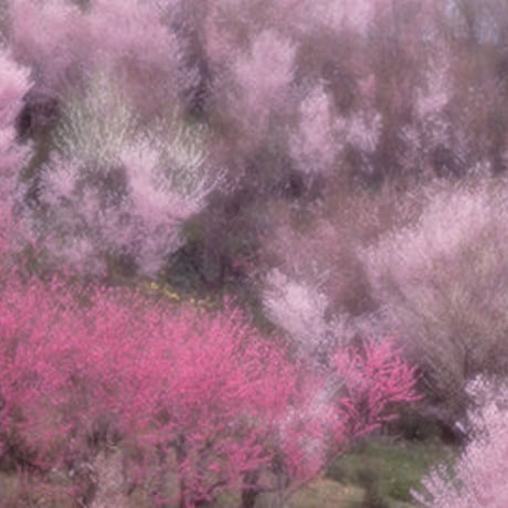 【ポスト便】秋山庄太郎>ポストカード>「桃源郷」花見山Ⅰ、Ⅱ、Ⅲ