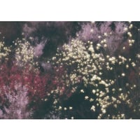 【ポスト便】秋山庄太郎>ポストカード>「春爛漫」花見山Ⅲ