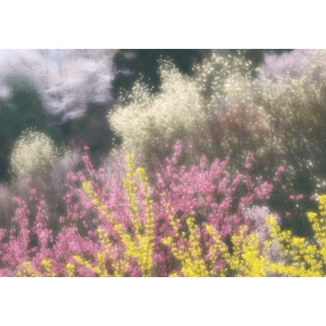【ポスト便】秋山庄太郎>ポストカード3枚セット>「春爛漫」花見山Ⅰ、Ⅱ、Ⅲ