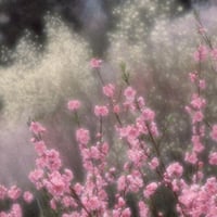 【ポスト便】秋山庄太郎>ポストカード>「桃源郷」花見山Ⅱ