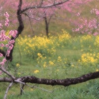 【ポスト便】秋山庄太郎>ポストカード>「桃源郷」花見山Ⅲ