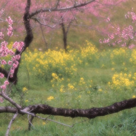 【ポスト便】秋山庄太郎>ポストカード>「桃源郷」花見山Ⅲ