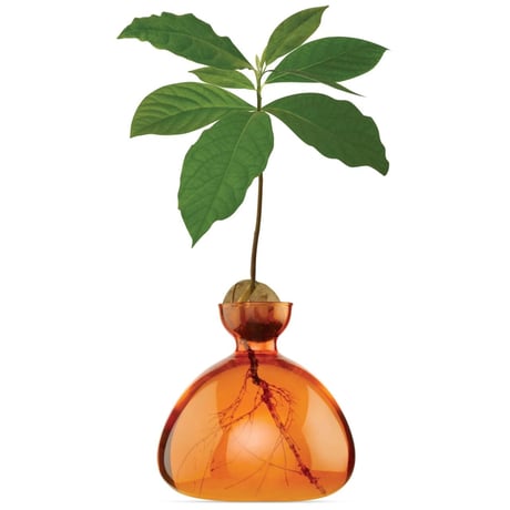 アボカド 水耕栽培 専用 ベース 花器　バーントオレンジ