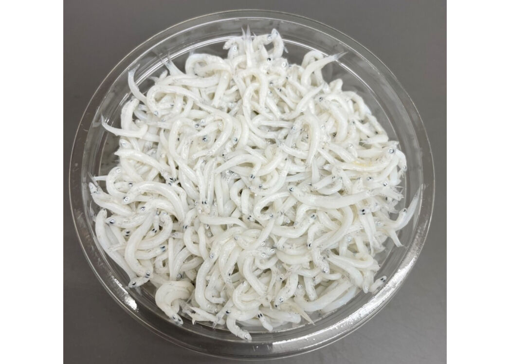 おしらす しらす干し 100g | 魚力のお取り寄せ