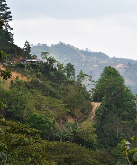 HONDURAS El Laurel Parainema Washed