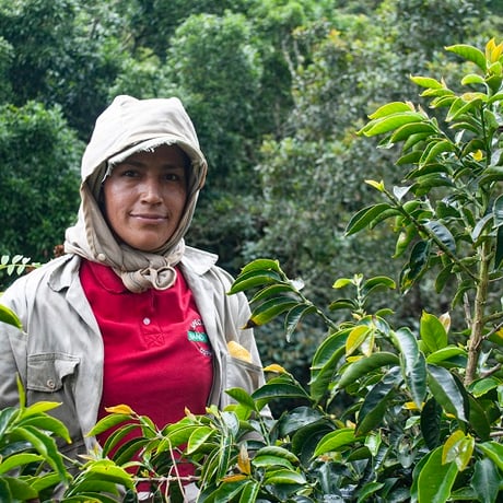 CATEGORY シングルオリジン (SINGLEORIGINE) | KAMIN COFFE