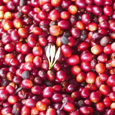 Honduras /LA FORTUNA /pacas,Washed 200g