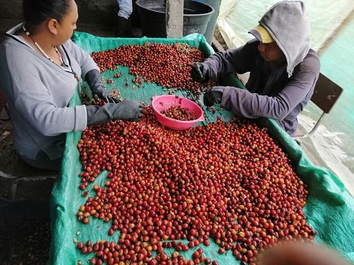 Pink Bourbon washed/Colombia 100g 【ファン・マルティン農園】