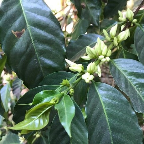 Geisha　Natural/Costa Rica 100g【Palmiela農園】