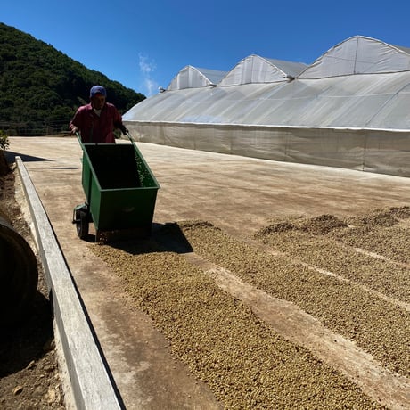 Catuai　White Honey/Costa Rica 100g【Santa Teresa農園】