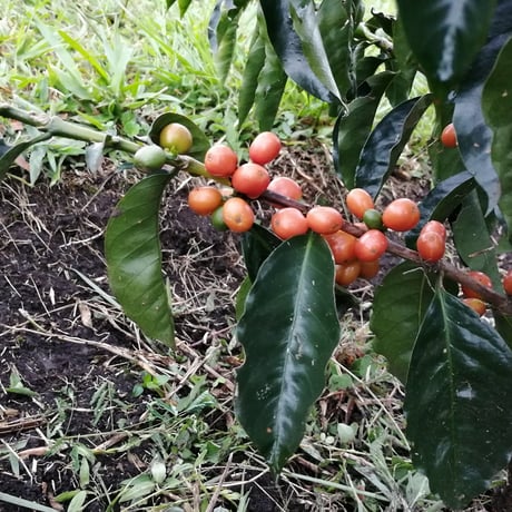 COLOMBIA/Pink Bourbon washed/ 200g 【エドウィン・ボラノス農園】