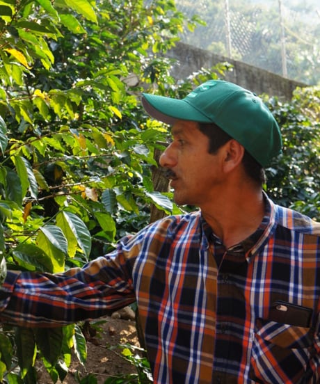 mellow　/　guatemala180g(Guatemala Esperanza La Vega)