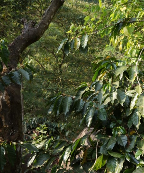 mellow　/　guatemala180g(Guatemala Esperanza La Vega)