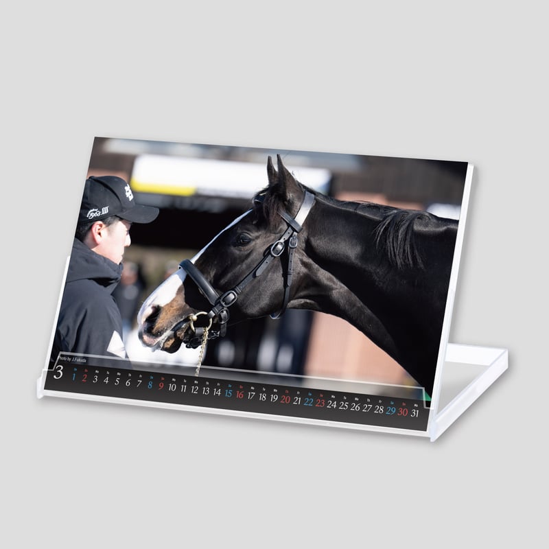 UMストア 数量限定 発売品 DVD D+B1A4 卓上カレンダー セット 公式】ディズニーストア.jp | ズートピア 卓上カレンダー