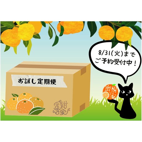 【通常購入より4割お得！温州みかん お試し定期便／9～1月毎月お届け】