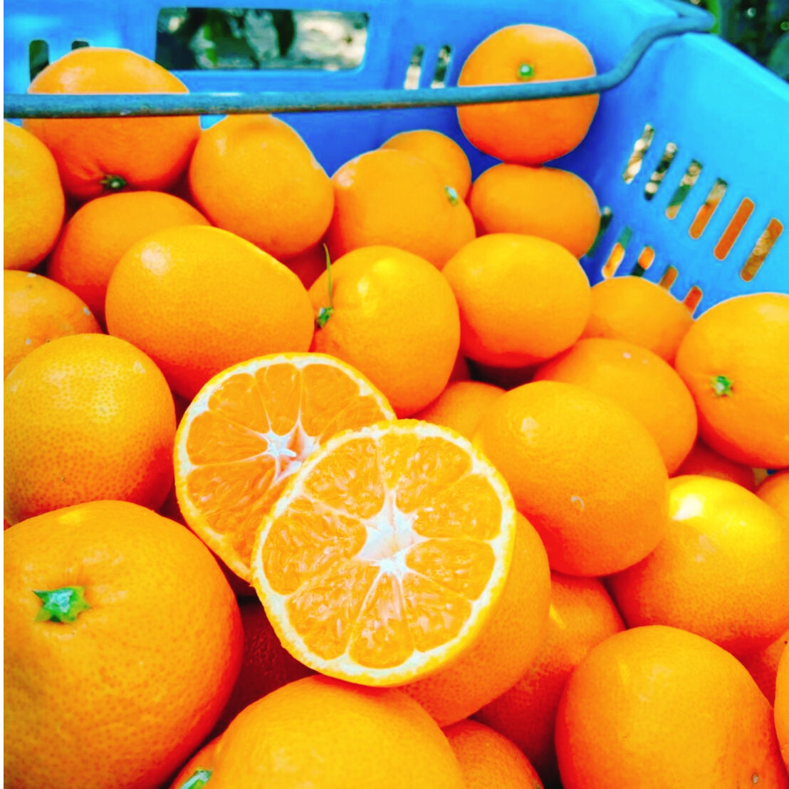 早生みかん【宮川*みやがわ*】 5kg | *蜜柑家*