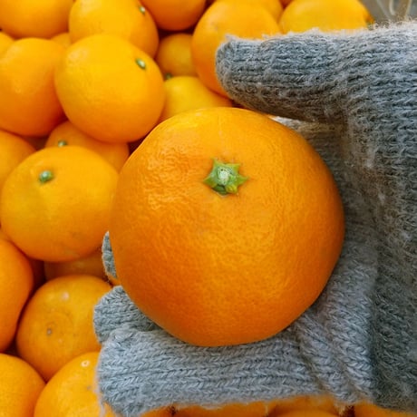 早生みかん【宮川*みやがわ*】 2.5kg