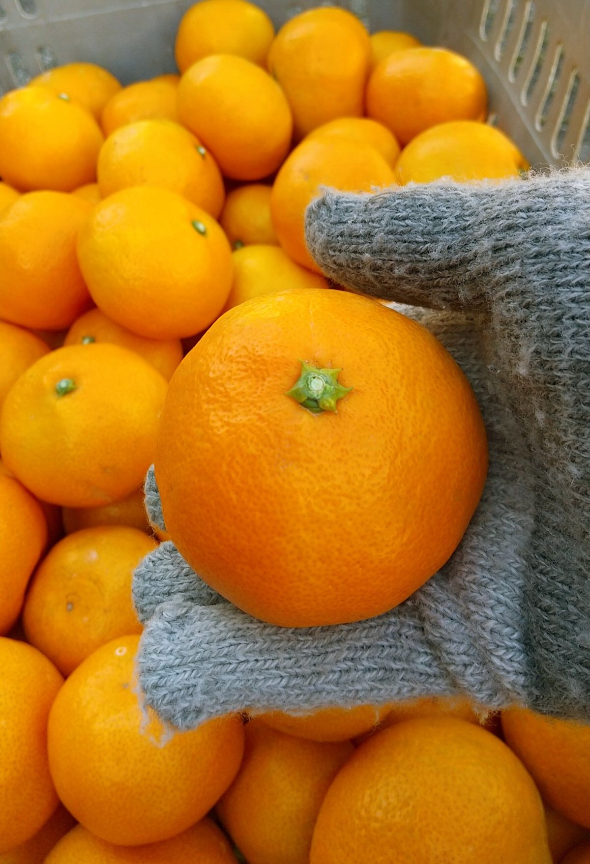 早生みかん【宮川*みやがわ*】 2.5kg | *蜜柑家*