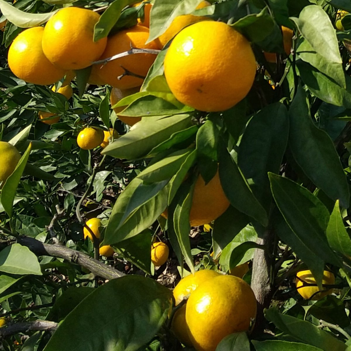 早生みかん【宮川*みやがわ*】 10kg | *蜜柑家*