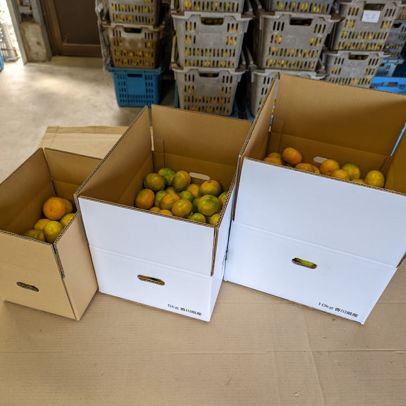 愛媛県産　極早生　みかん　10kgを2箱　M 愛媛県西宇和産極早生みかん ファミリー用5kg