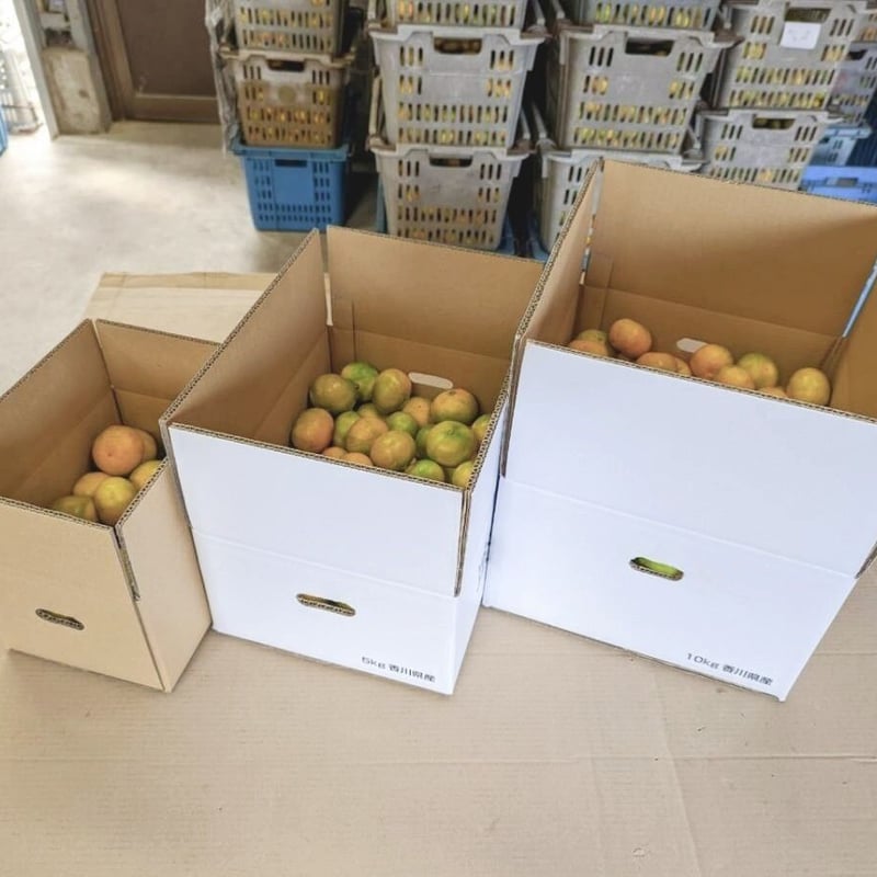 kana0628様専用 極早生みかん8kg×2箱ぐるりん