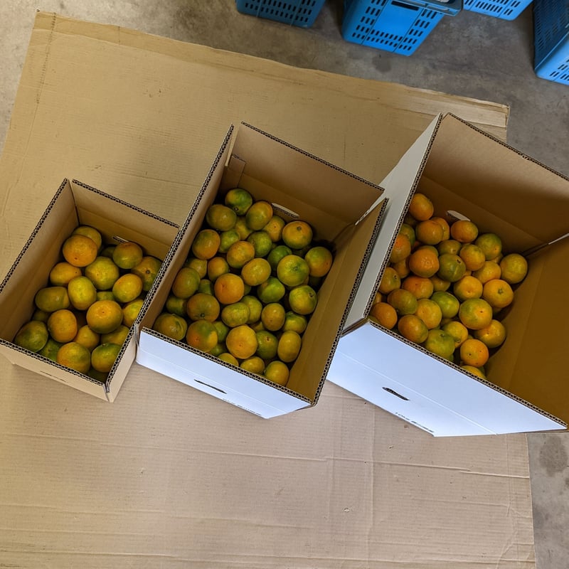 はな　★早生10kg＋南柑20号10kg　大きめのみかん　送料込み 極早生みかん【日南*にちなん*】 10㎏ | *蜜柑家*