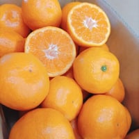 宮川早生温州みかん「樹熟大坊みかん」秀品10Kg 柑橘 蜜柑 ミカン 紀南みかん 早生みかん【宮川*樹成り完熟】 10kg | *蜜柑家*