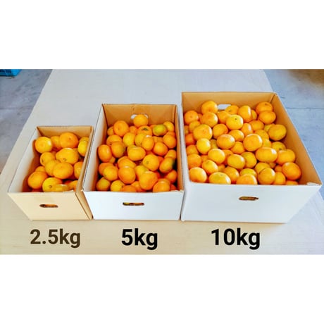 早生みかん【宮川*樹成り完熟】2.5kg