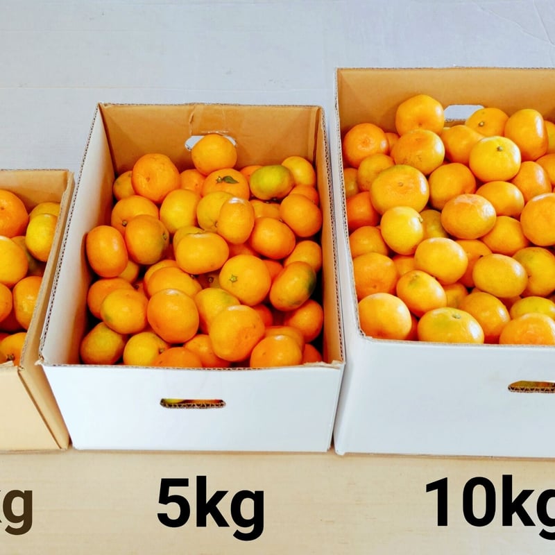 極早生みかん【肥の曙*ひのあけぼの*】 5kg | *蜜柑家*