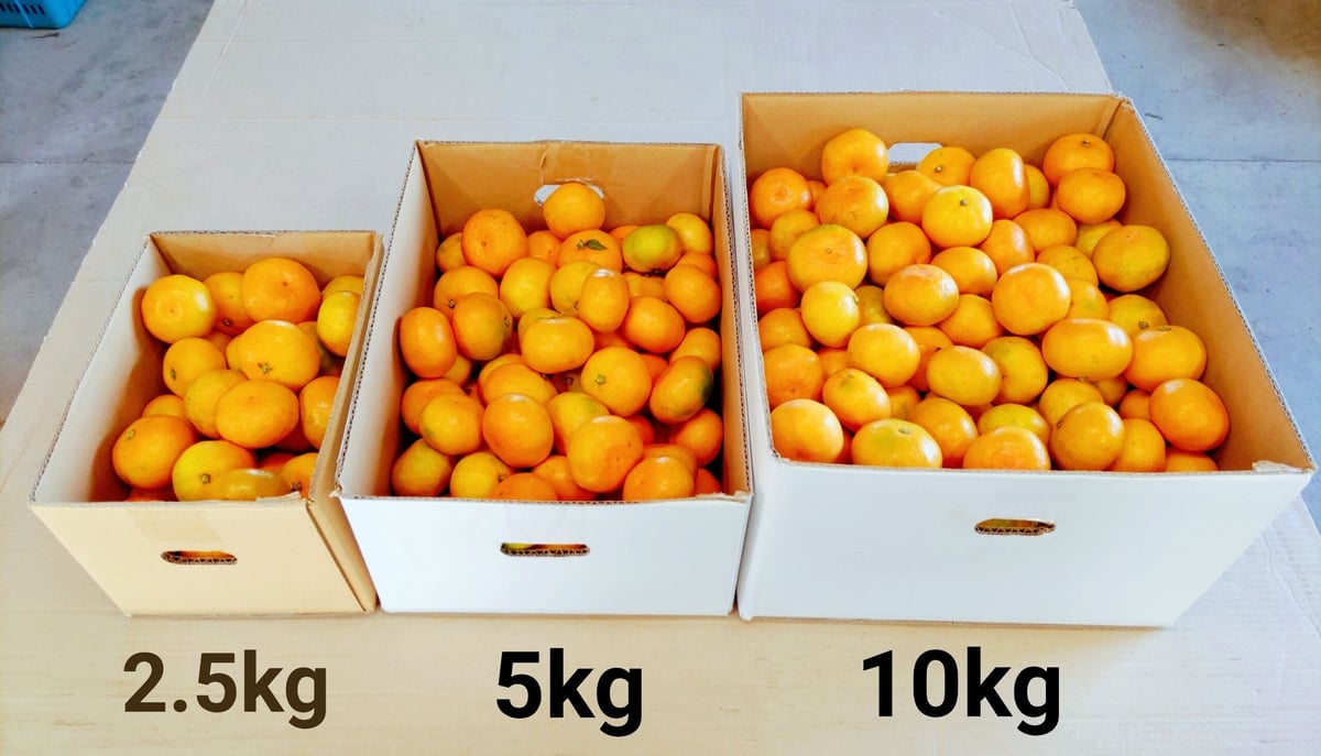 極早生みかん【肥の曙*ひのあけぼの*】 5kg | *蜜柑家*