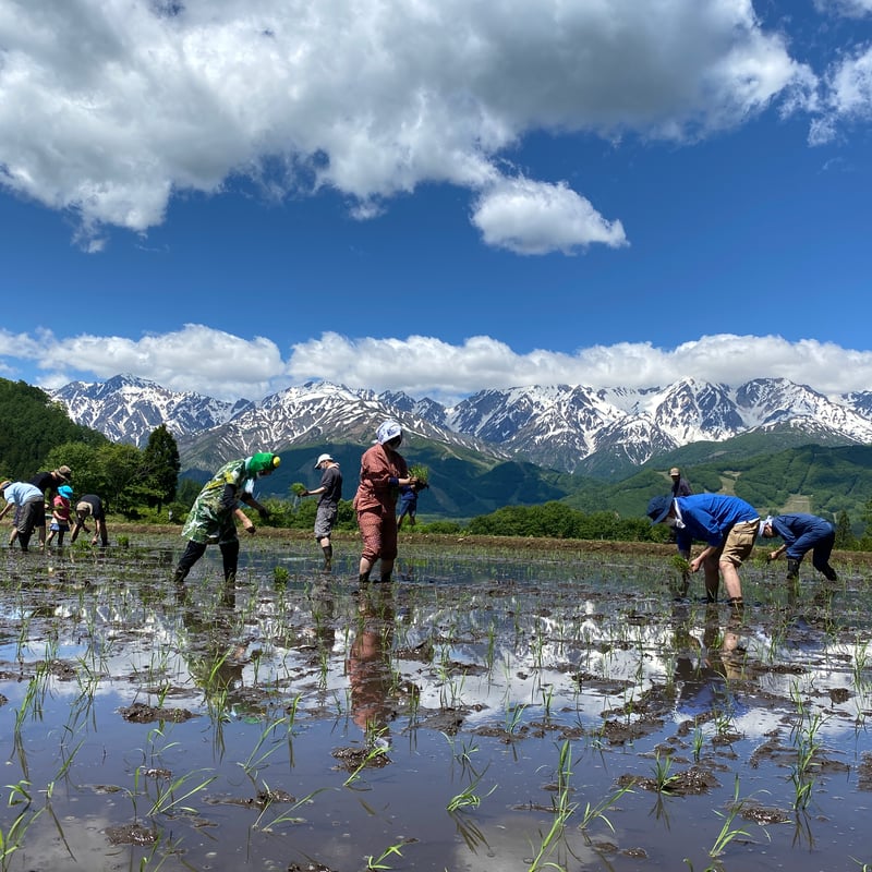 2025 白馬八方黒菱 おりがらみ | 【公式】白馬錦酒造オンライン